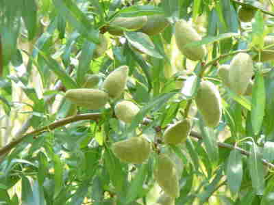 ����� ���� ����� ������� ‎ Prunus%2
